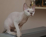 Кошки в Москве: Девон-рекс кот для вязки, котята., 10 000 руб. - фото 1