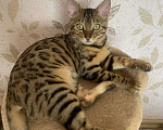 Кошки в Иваново: Бенгальский кот вязка, 5 000 руб. - фото 1