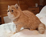 Кошки в Ливны: Котята экзоты, 15 000 руб. - фото 1