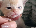 Кошки в Ростове-на-Дону: Котик европейской Бурмы Мальчик, Бесплатно - фото 1