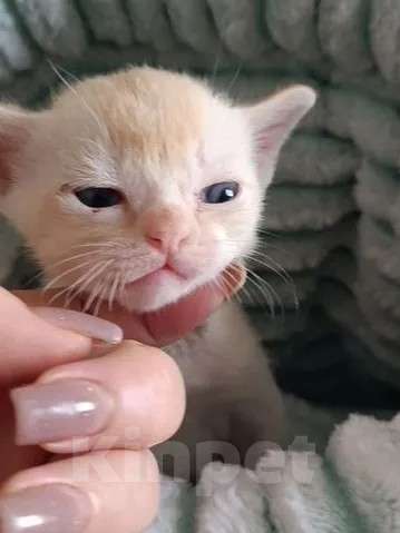 Кошки в Ростове-на-Дону: Котик европейской Бурмы Мальчик, Бесплатно - фото 1