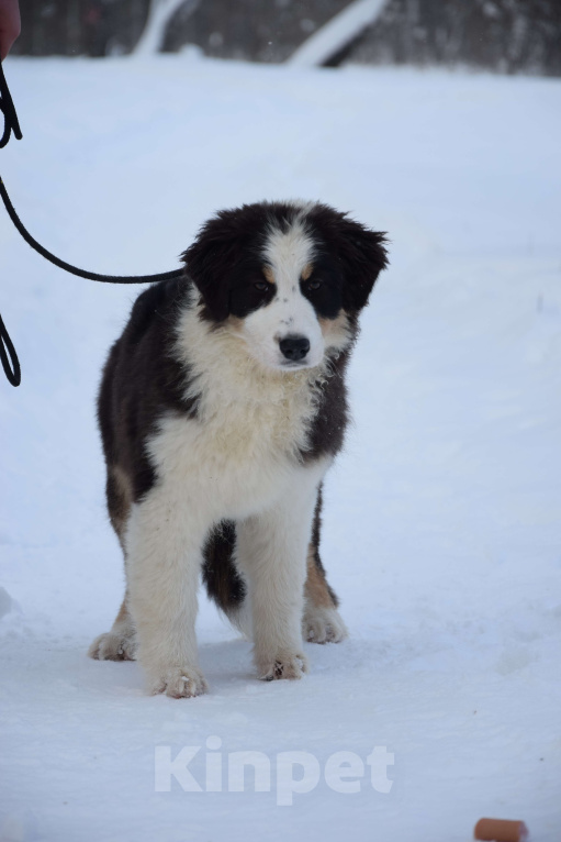 Собаки в Домодедово: Щенок аусси, австралийская овчарка Девочка, 75 000 руб. - фото 4