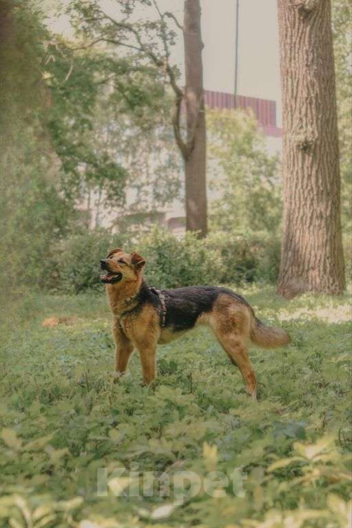 Собаки в Москве: Мия Девочка, Бесплатно - фото 6