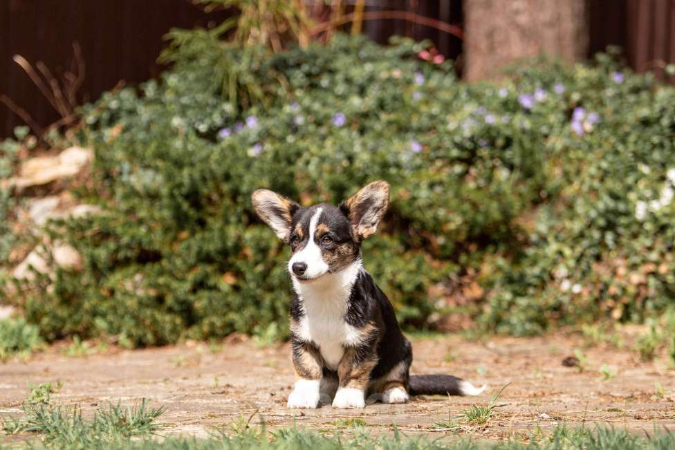 Собаки в Москве: Роскошная девчонка корги Девочка, 60 000 руб. - фото 8