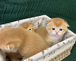 Кошки в Липецке: Шотландские котята  Мальчик, 18 000 руб. - фото 5