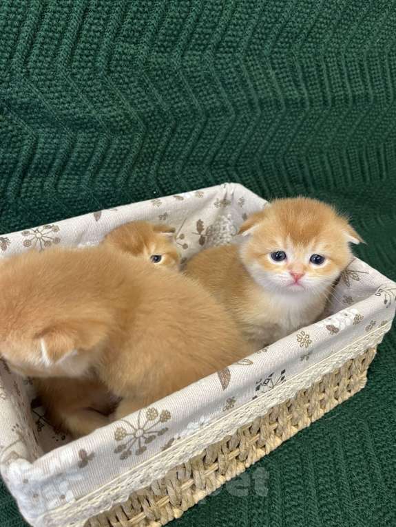 Кошки в Липецке: Шотландские котята  Мальчик, 18 000 руб. - фото 5