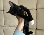 Кошки в Москве: Ищет дом Мальчик, Бесплатно - фото 1