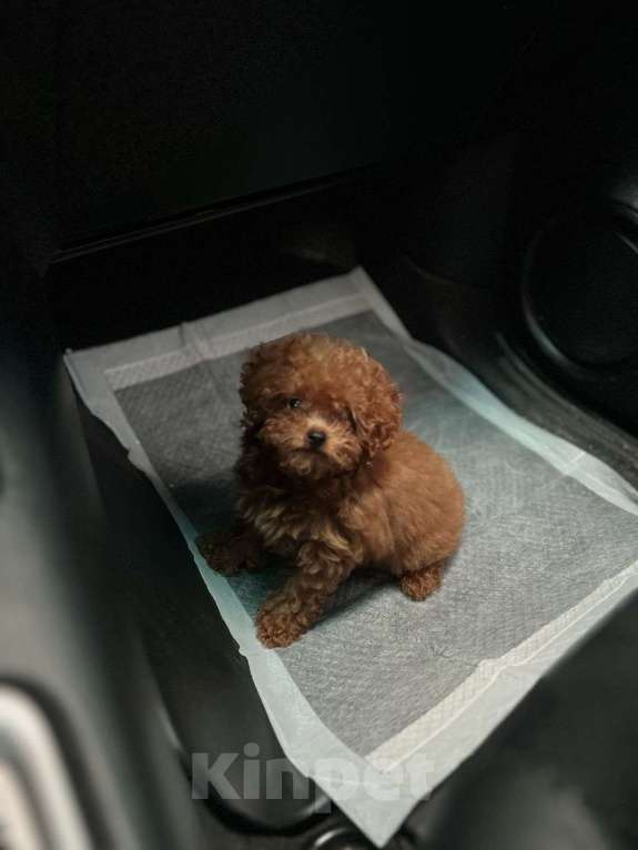 Собаки в Москве: Тикап Тедди Пудель щенок (из Филиппин)  Мальчик, Бесплатно - фото 2