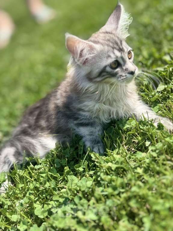 Кошки в Барнауле: Девочка  Девочка, 4 000 руб. - фото 2