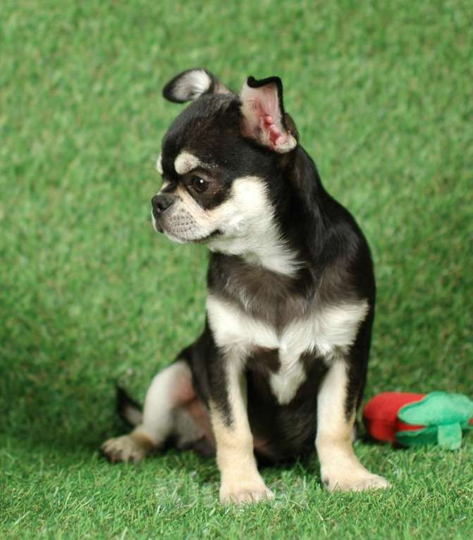Собаки в Москве: Мальчик чихуахуа Мальчик, 14 000 руб. - фото 7