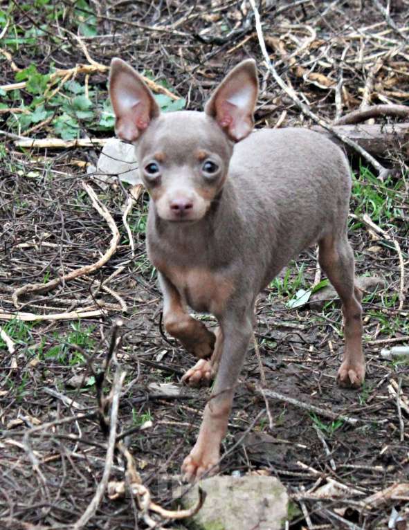 Собаки в Волгограде: Лиловая красавица Девочка, 60 000 руб. - фото 4