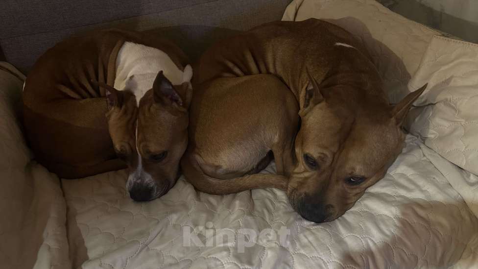 Собаки в Павловском Посаде: Лекси Девочка, Бесплатно - фото 1