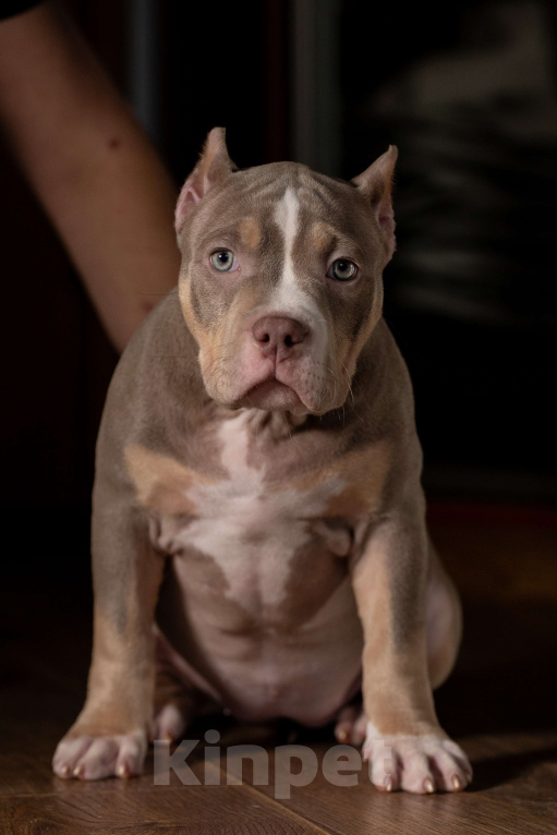 Собаки в Санкт-Петербурге: Американский булли Девочка, 150 000 руб. - фото 1