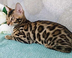 Кошки в Волгограде: Бенгальские котята Девочка, 20 000 руб. - фото 6