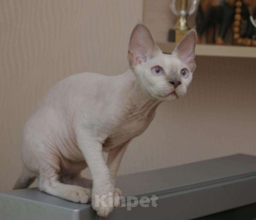 Кошки в Москве: Девон-рекс кот для вязки, котята., 10 000 руб. - фото 1