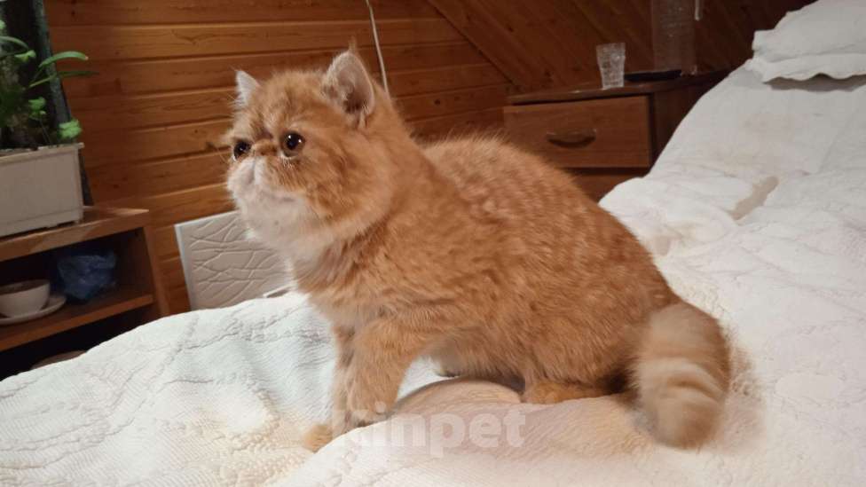 Кошки в Ливны: Котята экзоты, 15 000 руб. - фото 1