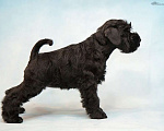 Собаки в Петрозаводске: Красавица цвергшнауцер черный  Девочка, 60 000 руб. - фото 3