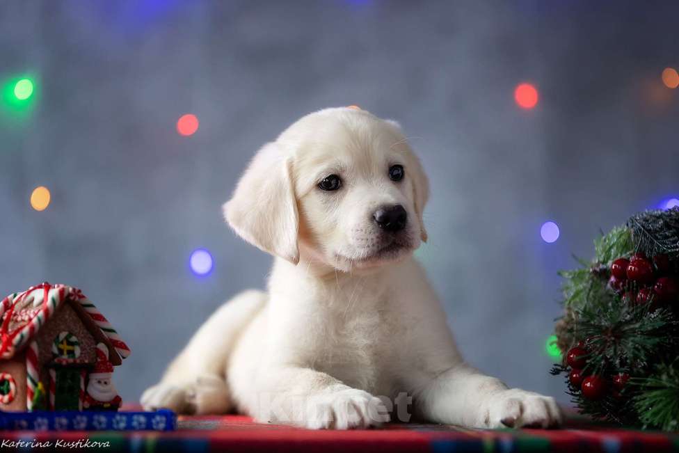 Собаки в Москве: Щенок лабрадора  Мальчик, 80 000 руб. - фото 2