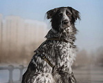 Собаки в Москве: Бывшедомашний Атли ищет дом Мальчик, Бесплатно - фото 6