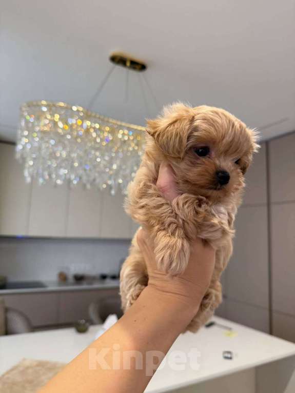 Собаки в Санкт-Петербурге: Мальтипу ,щенок Мальчик, 180 000 руб. - фото 6