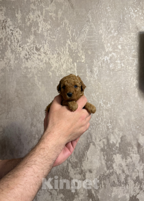 Собаки в Москве: Малышка Девочка, 50 000 руб. - фото 1