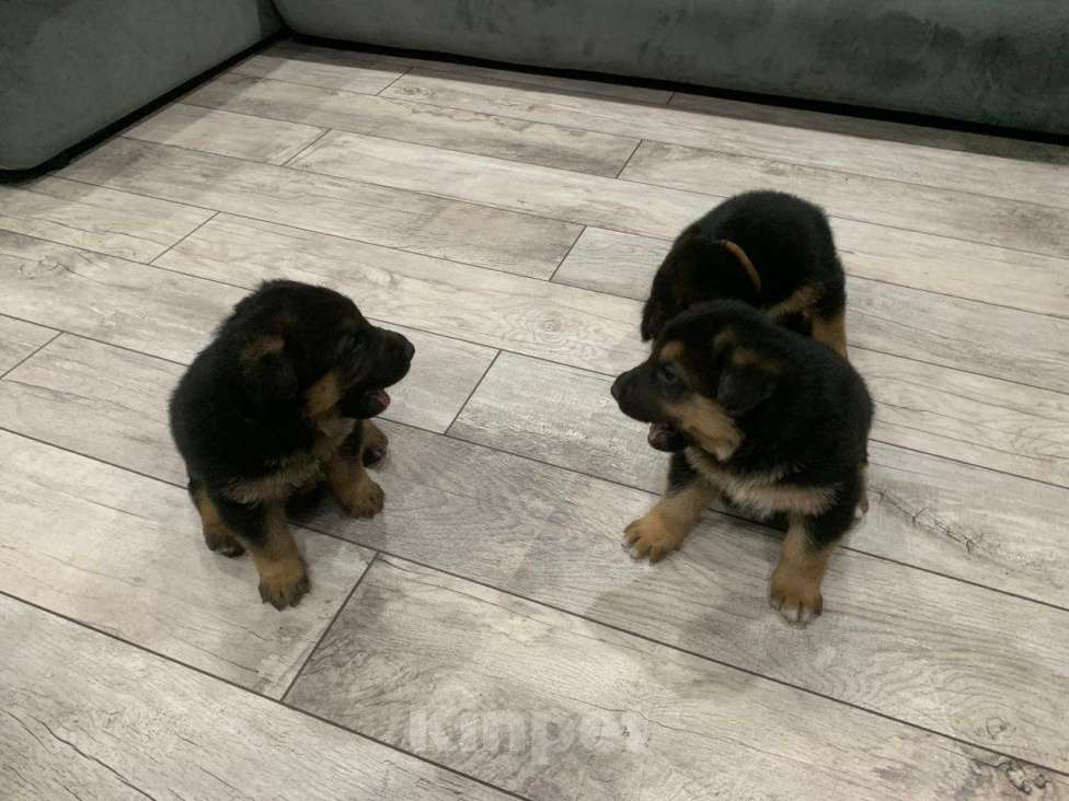 Собаки в других городах Краснодарского края: щенок немецкой овчарки Девочка, 8 000 руб. - фото 4