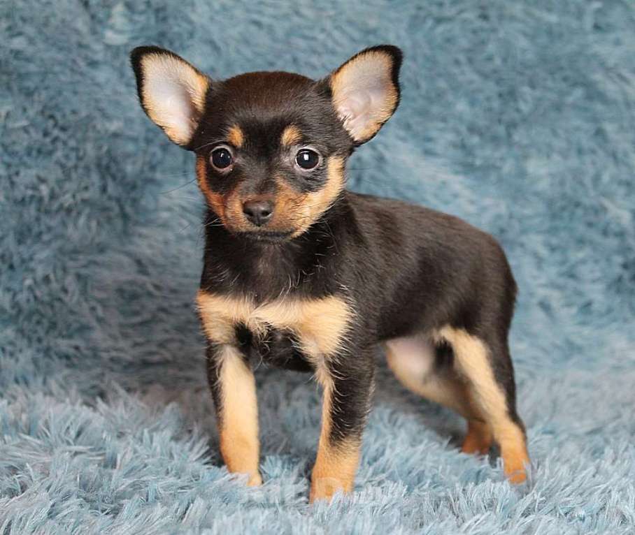 Собаки в Москве: Девочка русский той Девочка, 35 000 руб. - фото 2