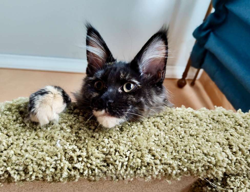 Кошки в Москве: Девочка "егоза" - Ёлка Девочка, 30 000 руб. - фото 1