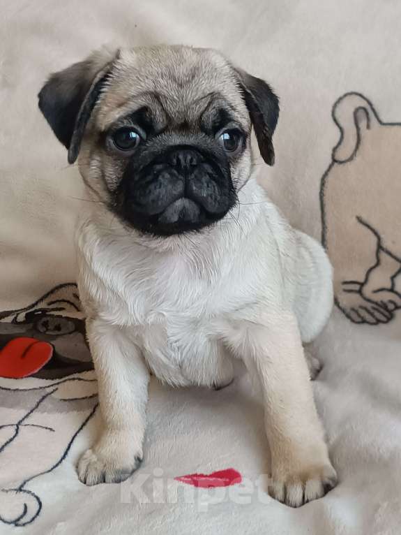 Собаки в Санкт-Петербурге: Щенки мопса бежевые и чëрные Мальчик, 60 000 руб. - фото 3