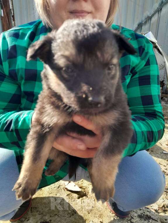 Собаки в Кемерово: Отдам щенят девочка Девочка, Бесплатно - фото 2