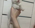 Кошки в Белгороде: Котенок в добрые руки Мальчик, Бесплатно - фото 2
