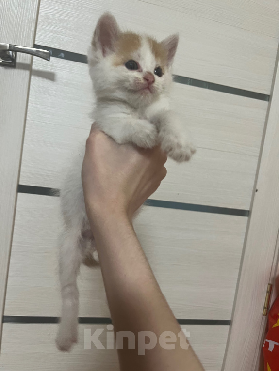 Кошки в Белгороде: Котенок в добрые руки Мальчик, Бесплатно - фото 2