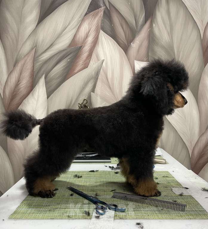 Собаки в Калуге: Пудель фантом  Мальчик, 75 000 руб. - фото 3