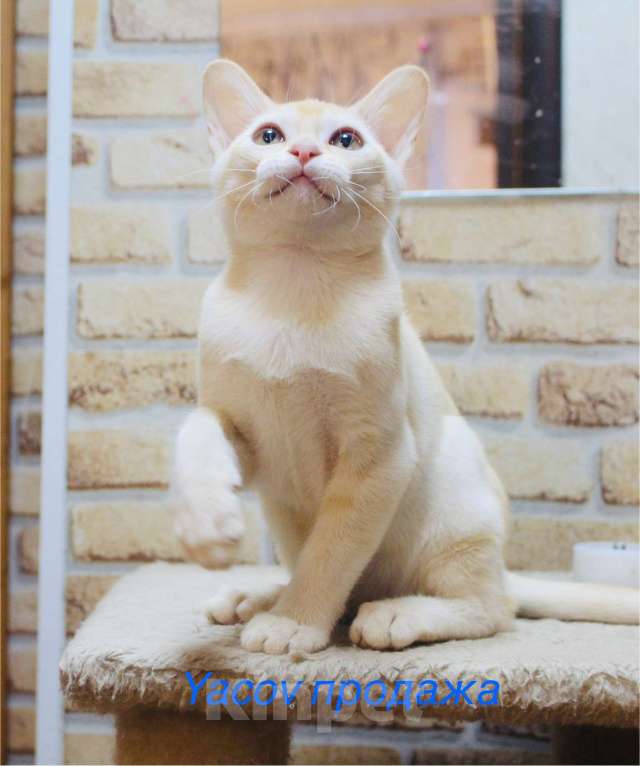 Кошки в Санкт-Петербурге: Два шикарных парня Мальчик, 20 000 руб. - фото 2