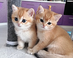 Кошки в Тюмени: Котята Британская золотая шиншилла Девочка, 40 000 руб. - фото 4