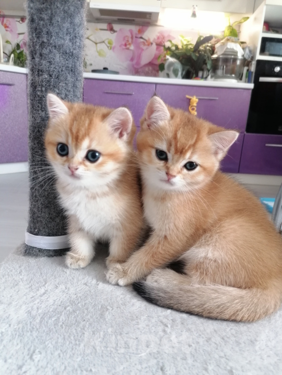 Кошки в Тюмени: Котята Британская золотая шиншилла Девочка, 40 000 руб. - фото 4