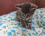 Кошки в Перми: Отдаю котёнка в добрые руки Девочка, Бесплатно - фото 1