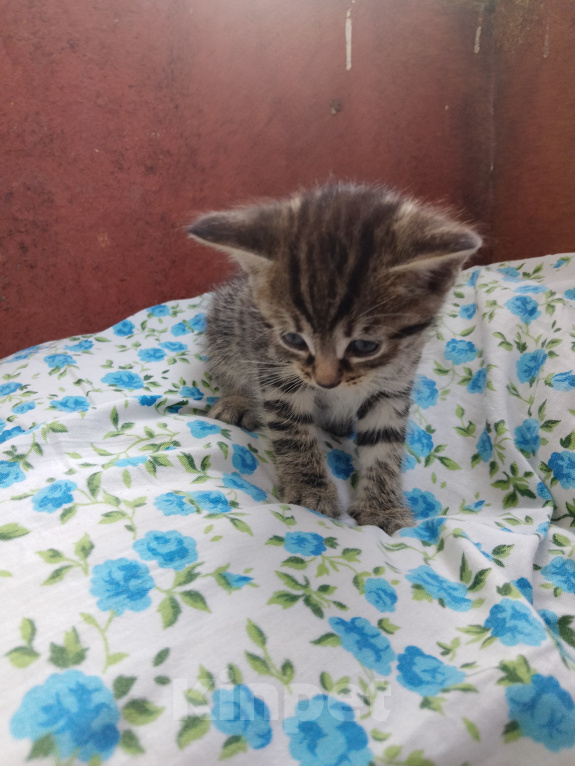Кошки в Перми: Отдаю котёнка в добрые руки Девочка, Бесплатно - фото 1