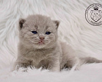 Кошки в Люберцах: Британский котенок Девочка, 60 000 руб. - фото 2