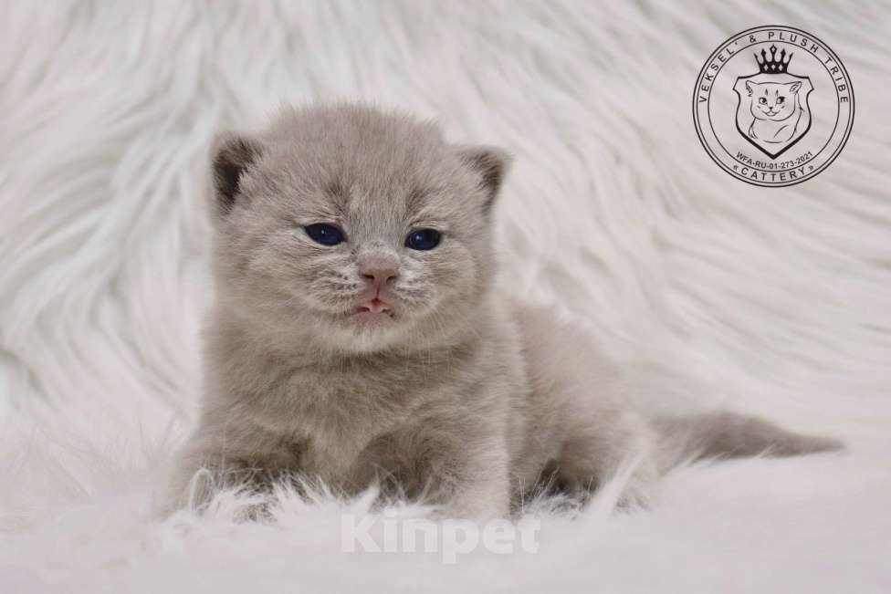 Кошки в Люберцах: Британский котенок Девочка, 60 000 руб. - фото 2