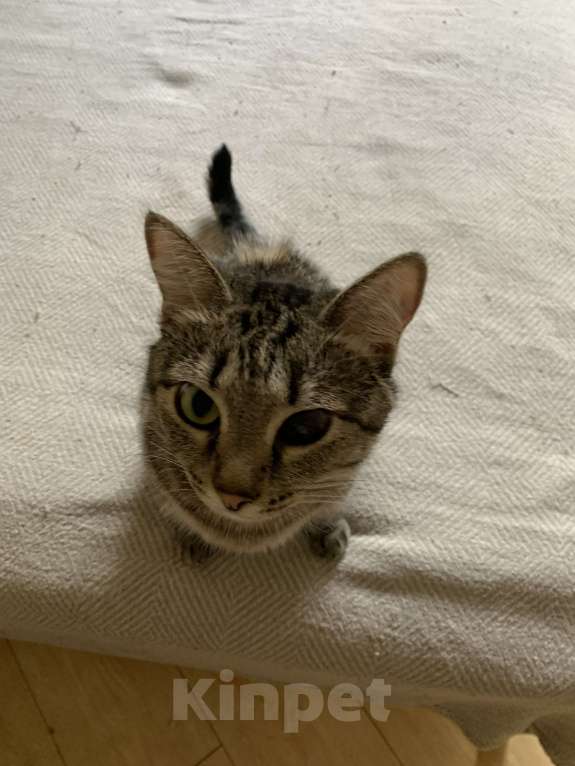 Кошки в Москве: Отдам Малышку в добрые руки Девочка, Бесплатно - фото 1