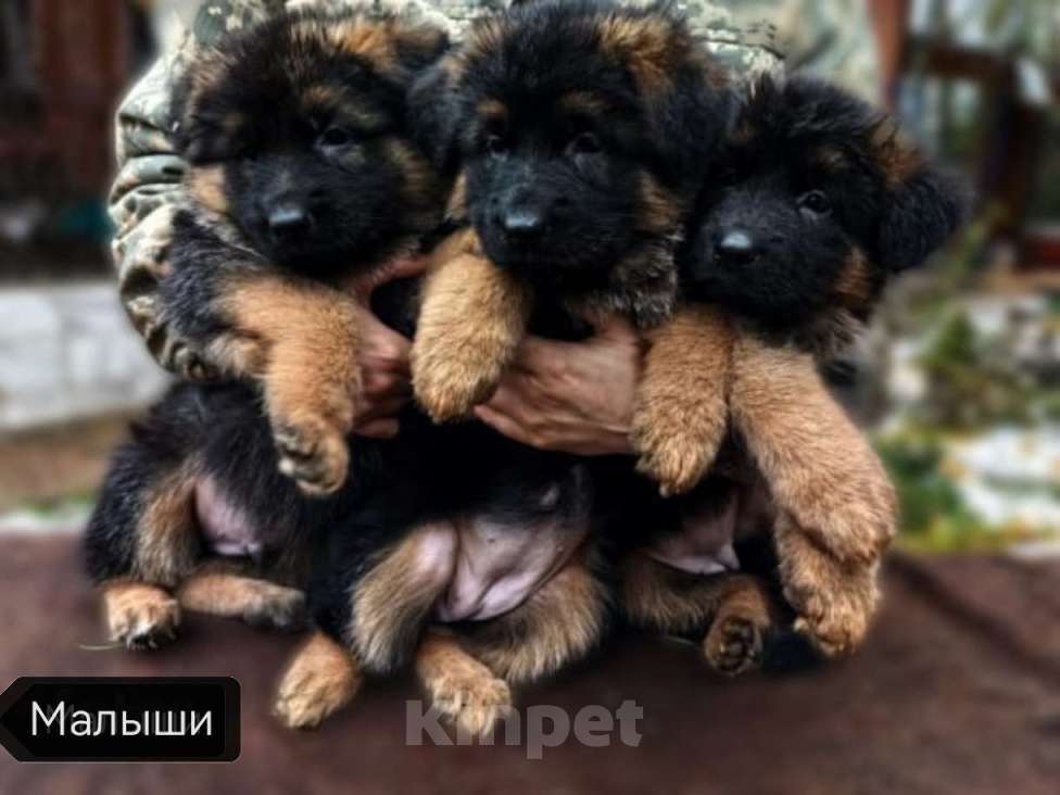 Собаки в Москве: Элитные щенки немецкой овчарки длиношерстные Девочка, 40 000 руб. - фото 5