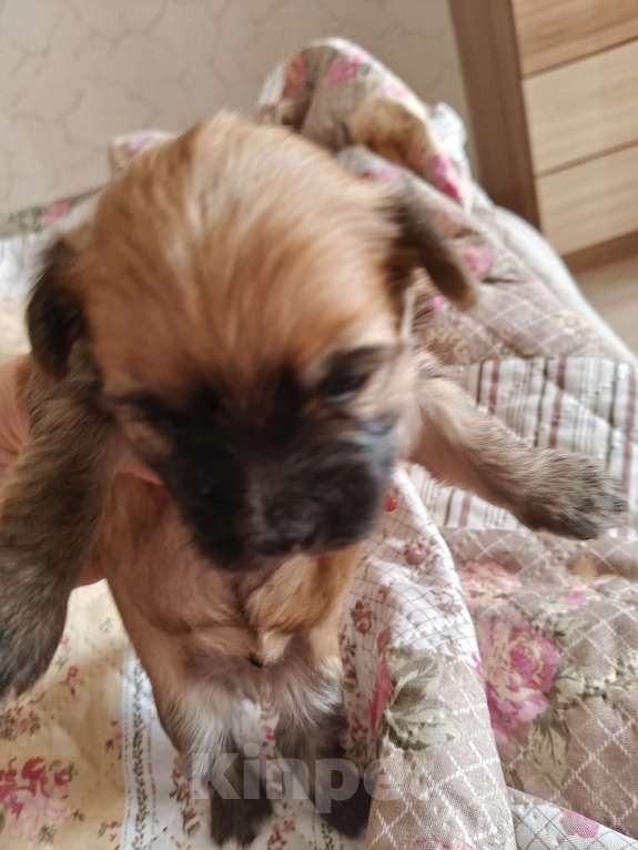 Собаки в Ростове-на-Дону: Морки 2 Мальчик, 30 000 руб. - фото 1