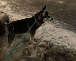 Собаки в Москве: Найдена девочка хаски или метис Девочка, Бесплатно - фото 3