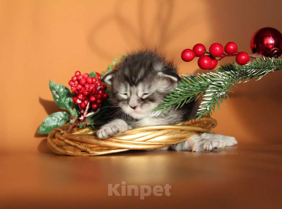 Кошки в Екатеринбурге: Котёнок мейн-кун Кристофер мальчик Мальчик, 50 000 руб. - фото 3