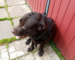Собаки в Истре: Отдам Лабрадора в хорошие руки Мальчик, Бесплатно - фото 1