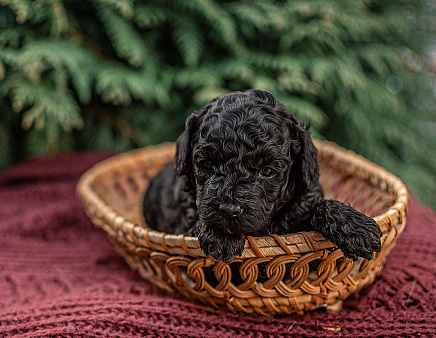 Мальчик той пуделя