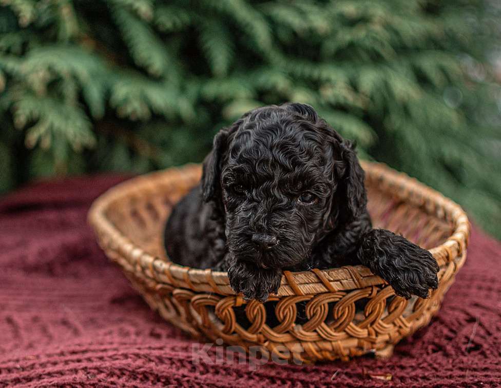 Собаки в Брянске: Мальчик той пуделя Мальчик, 40 000 руб. - фото 1