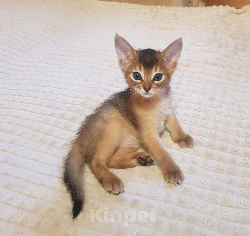 Кошки в Раменском: Абиссинские котята  Девочка, 45 000 руб. - фото 1