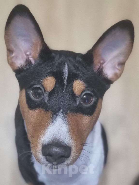 Собаки в Санкт-Петербурге: Щенок Басенджи Мальчик, Бесплатно - фото 5